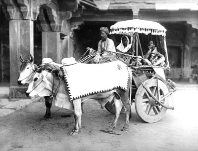 Chariot tiré par des bœufs, Inde, vers 1907 - English Photographer